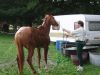 Pierre entrain de doucher son cheval.