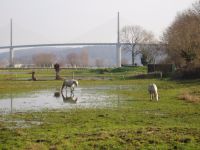 Bord de seine et vue Pont de Brotonne