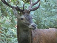 Brâme en Foret de Brotonne