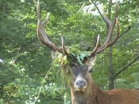 Brâme en Foret de Brotonne