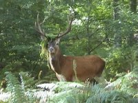 Brâme en Foret de Brotonne