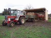 Mise en place du foin dans l'abri des chevaux