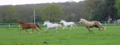 Les chevaux se promenant