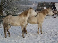 Joyce et Indy sous la neige de Normandie